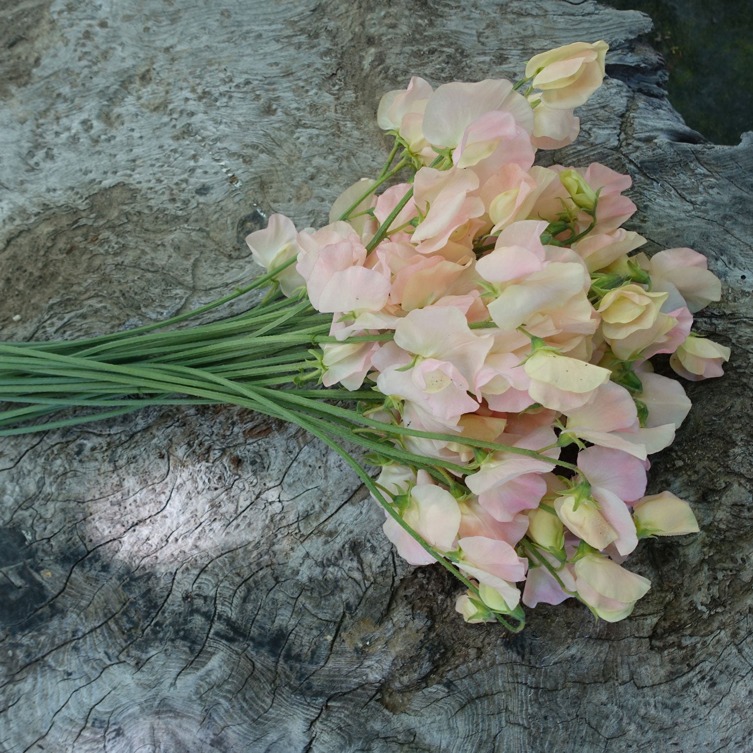 Spring Sunshine Champagne Flowers With Long Stems