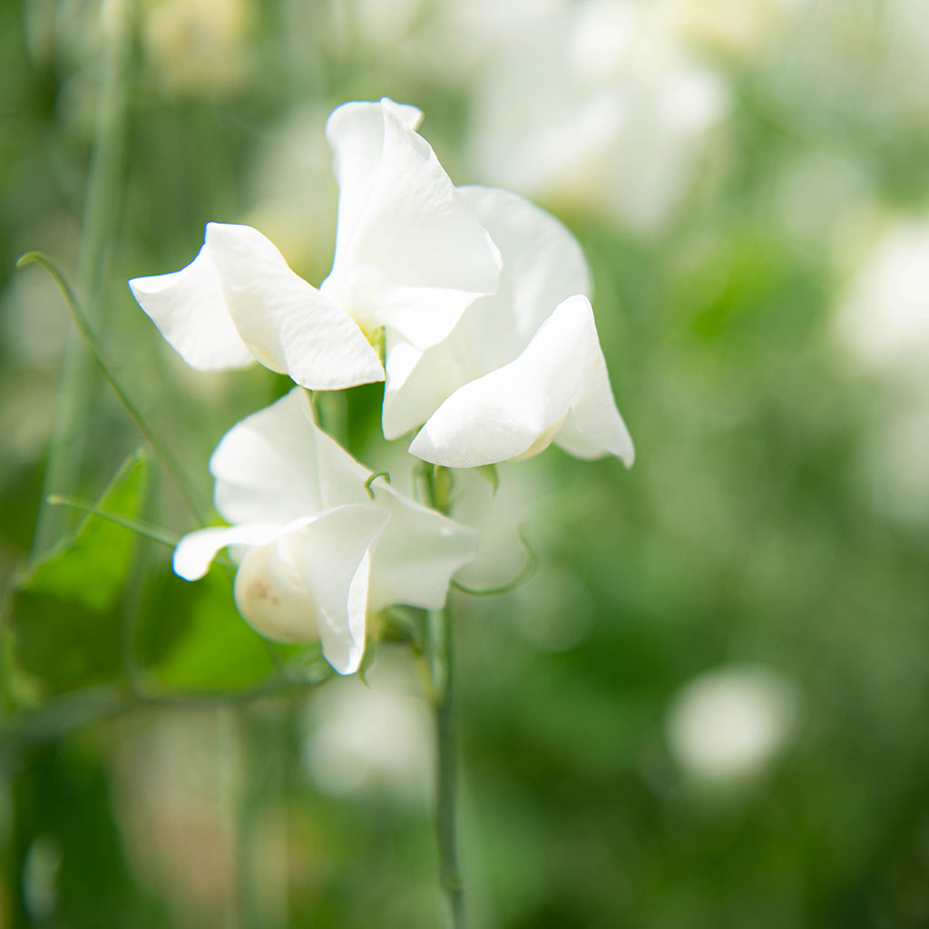 Spring Sunshine Cream Sweet Pea Flowers