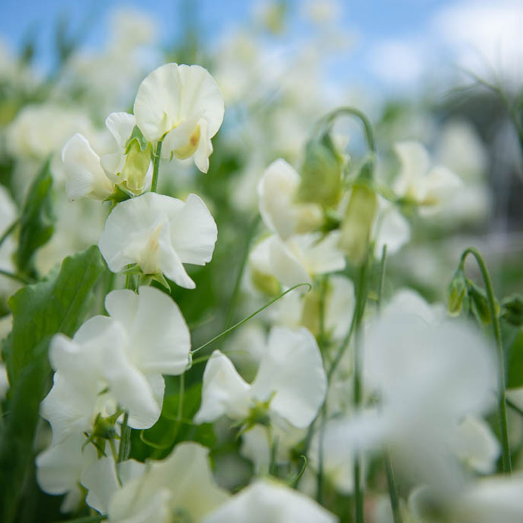 Spring Sunshine Cream Sweet Pea Flowers