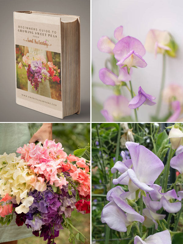 Sweet Pea Seed & Ebook Holiday Gift Bundle