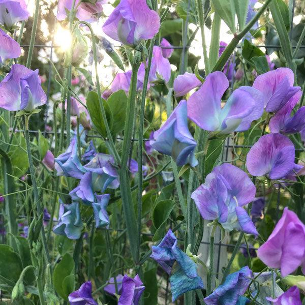 Turquoise Lagoon Sweet Pea