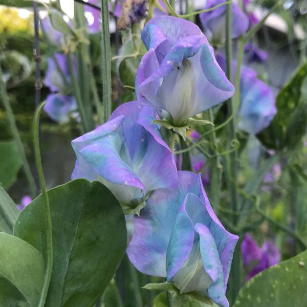 Turquoise Lagoon Sweet Pea