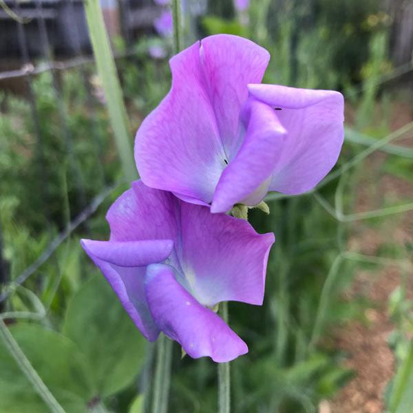 Turquoise Lagoon Sweet Pea