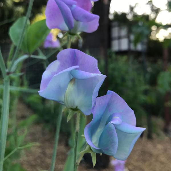 Turquoise Lagoon Sweet Pea