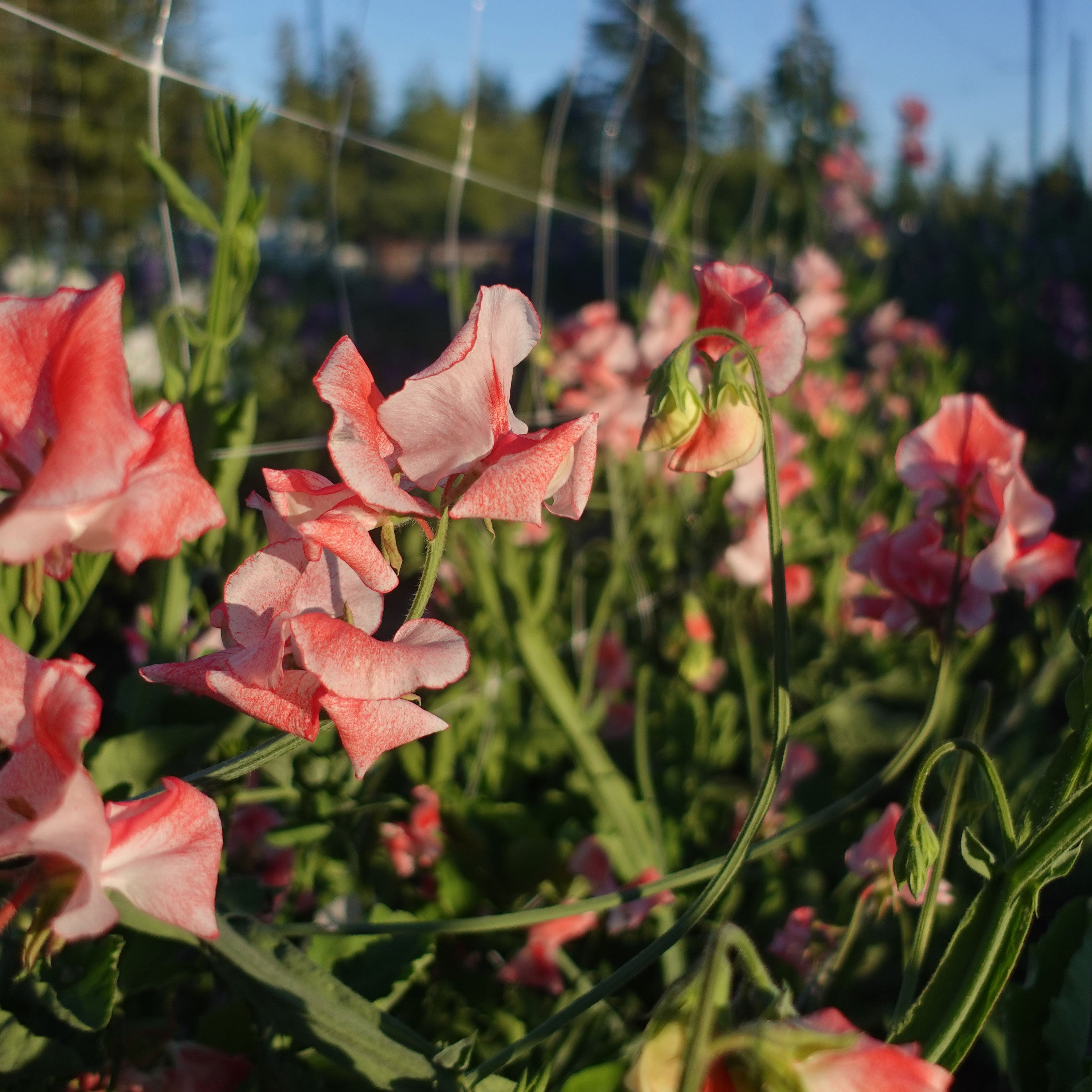 Sweet Pea Tutti Frutti Flowers