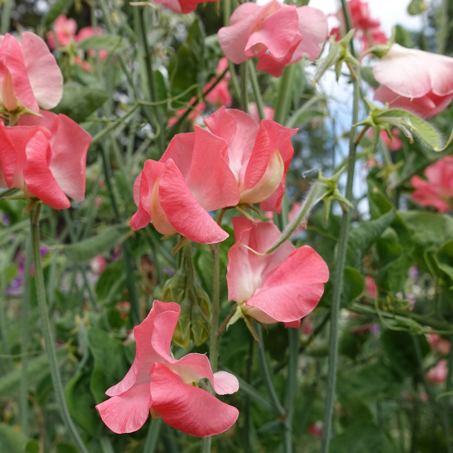 Valerie Harrod Sweet Pea Flowers Growing on the Vine