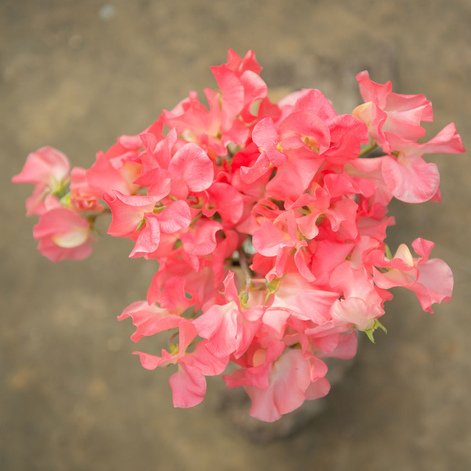 Valerie Harrod Sweet Pea Flowers in a Vase