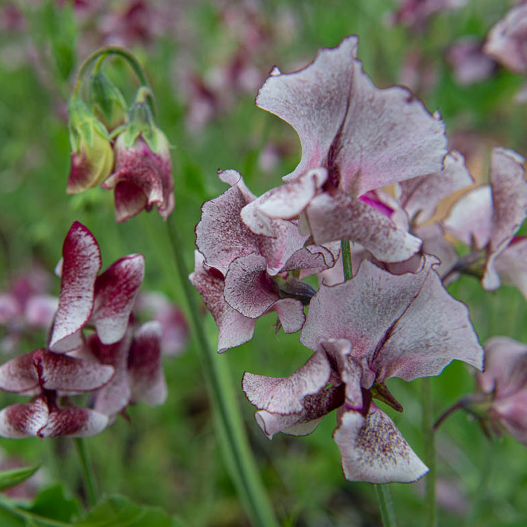 Wiltshire Ripple Sweet Pea Flowers