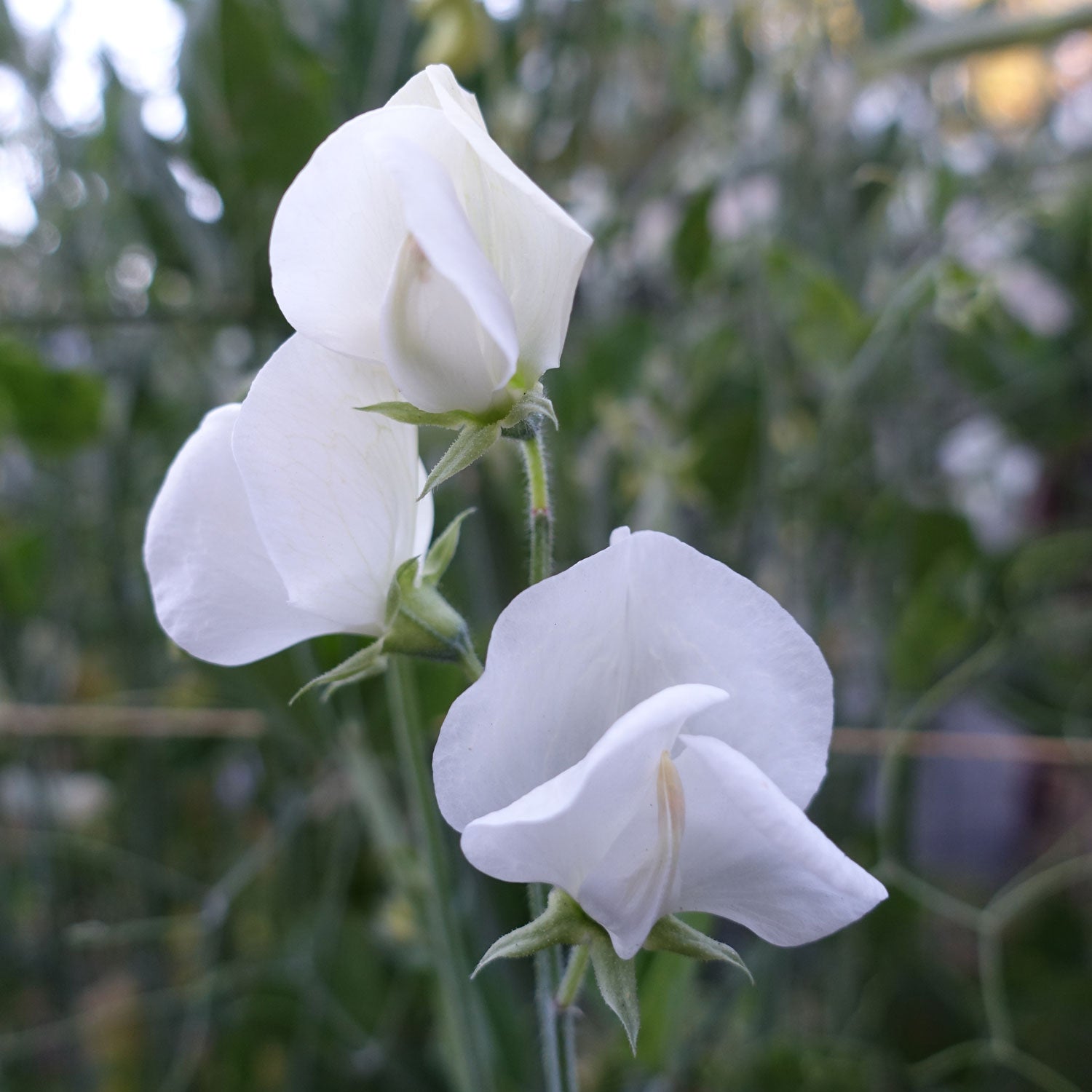 White Ensign Sweet Pea in Flower