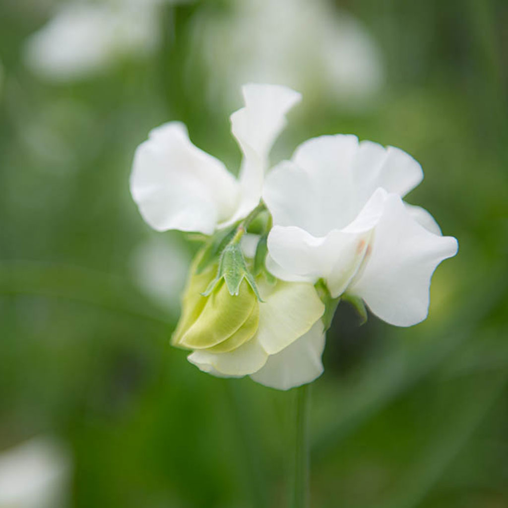 Wild Swan Sweet Pea Flowers