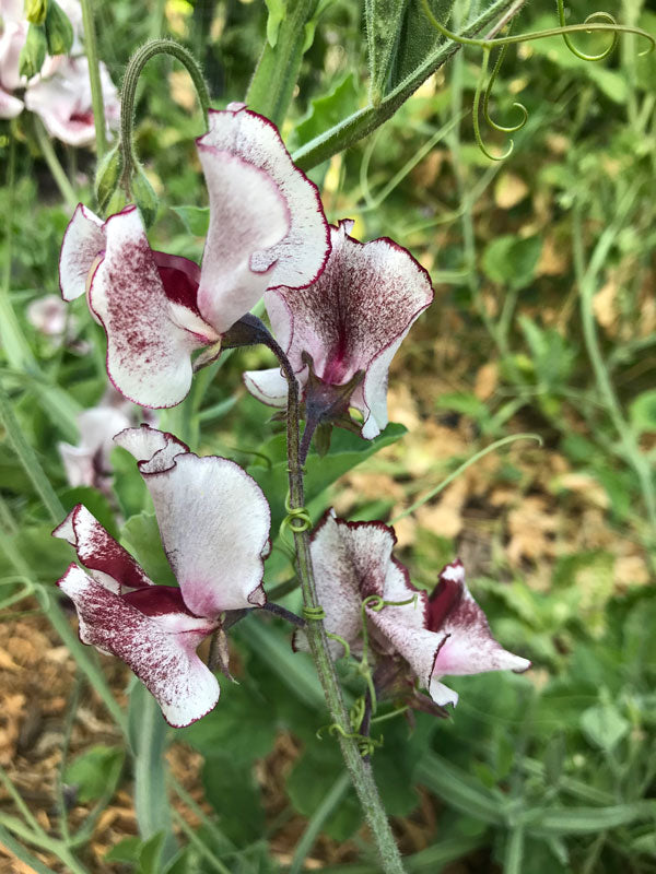 Wiltshire Ripple Sweet Pea