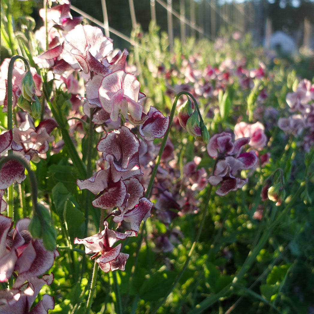 Wiltshire Ripple Sweet Pea Seed Flowers