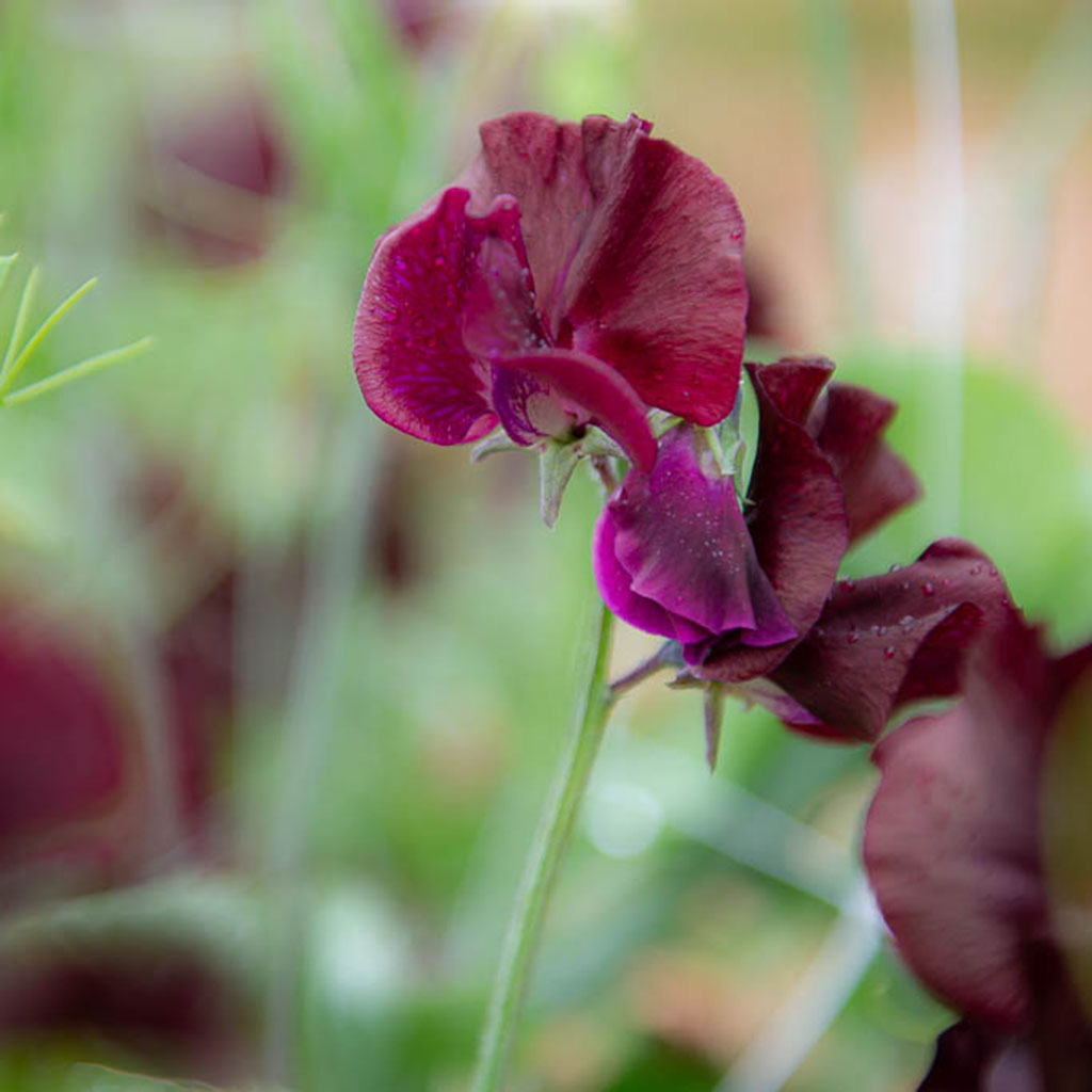 Windsor Sweet Pea Flowers