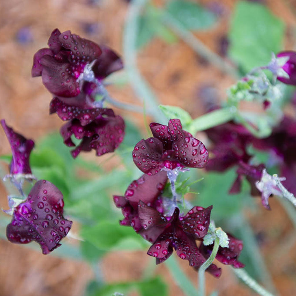 Windsor Sweet Pea Flowers