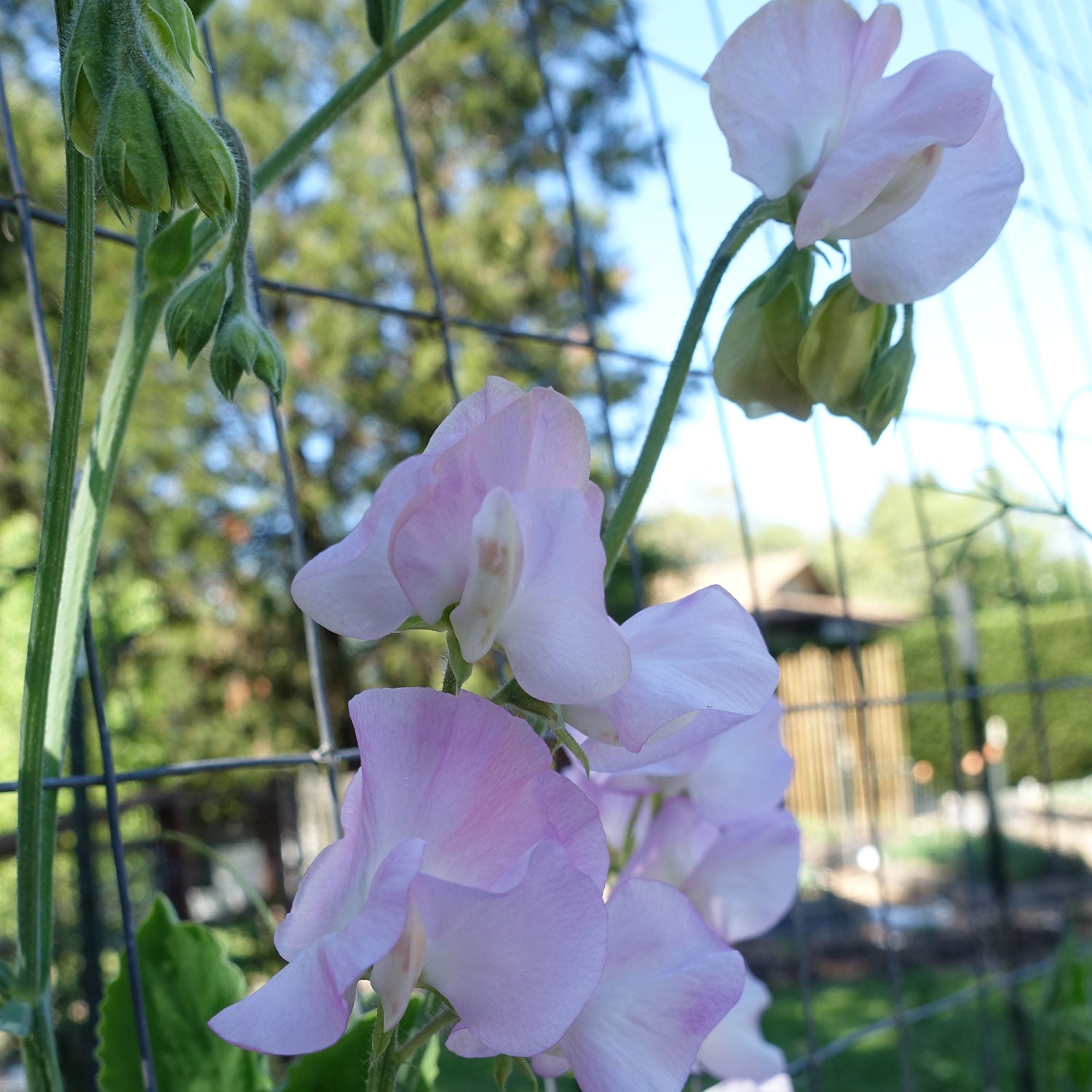 Winter Sunshine Opal Sweet Pea in Bloom