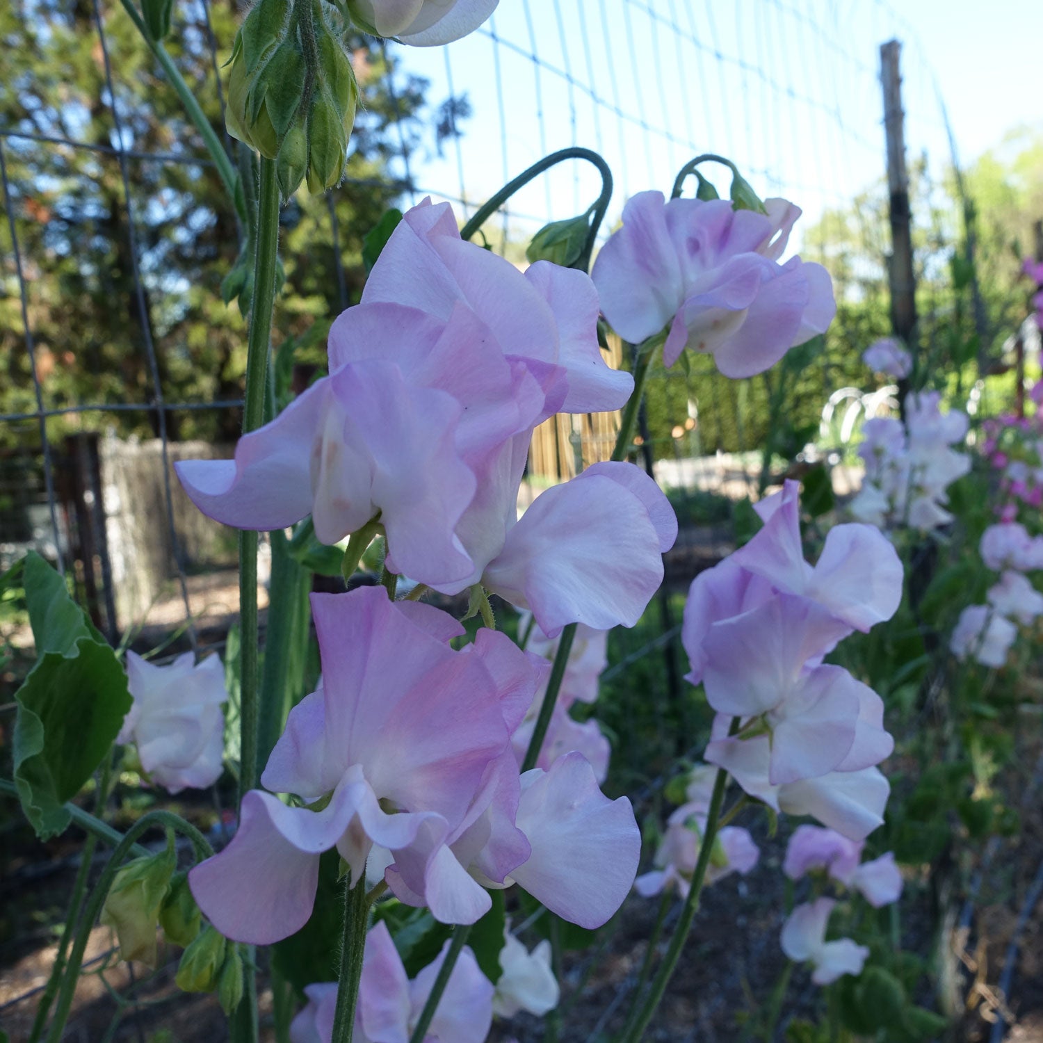 Winter Sunshine Opal Sweet Pea Flowers